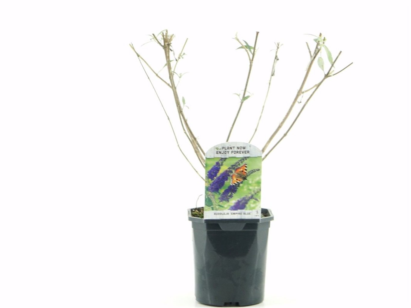 Buddleja d. 'Empire Blue' - C2